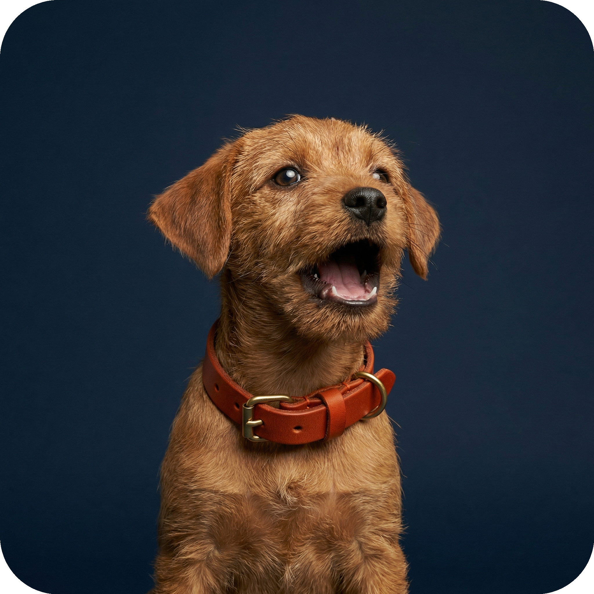 How To Train Puppies Not To Bark