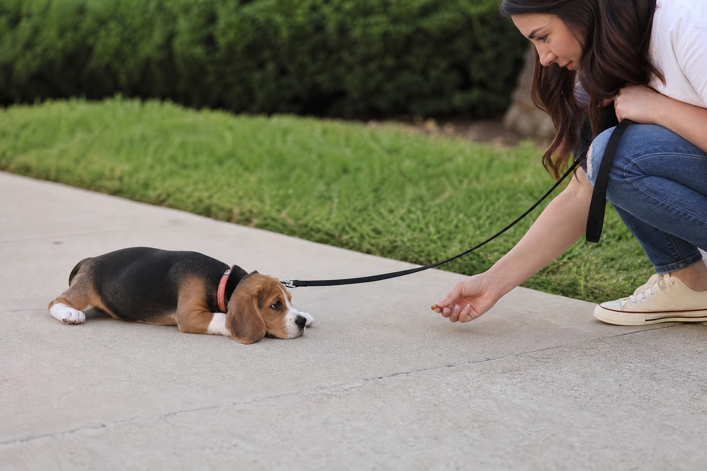 how to train puppy to walk on leash